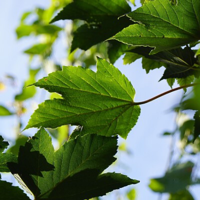 Acer pseudoplatanus 'Negenia' (3)